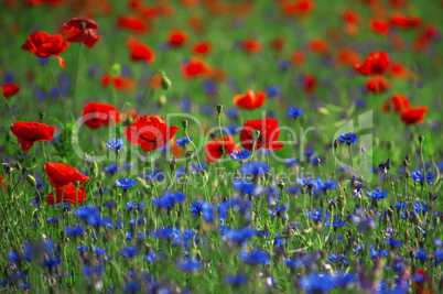 Field with red poppies and blue cornflowers