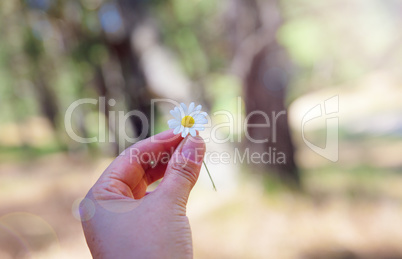 White field daisy in hand