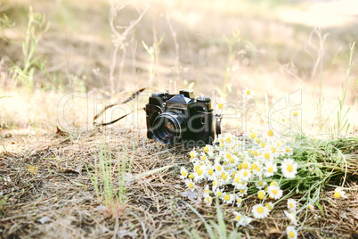 Film vintage camera and a bouquet of camomiles
