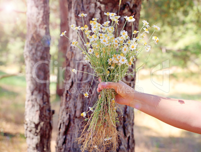 Bouquet of field chamomiles in a female hand