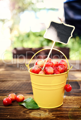 Full iron bucket with ripe pink cherry