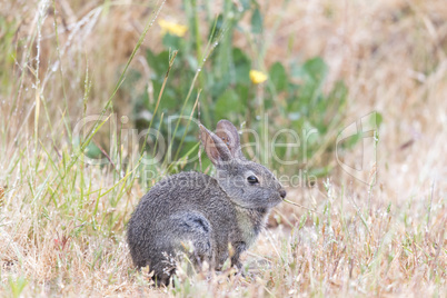 Young Cottontail Rabbit (Sylvilagus) munching grass with cautious.