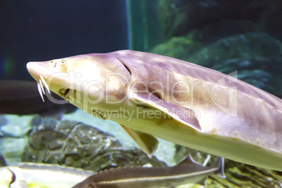 Sea fish sturgeon, floating in the aquarium.