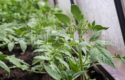 Tomatoes grow in a greenhouse.