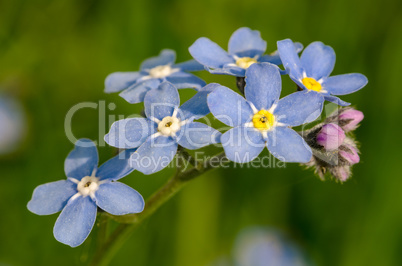Forget-me-not-flower in the spring