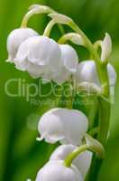 Lily of the valley - woodland flower
