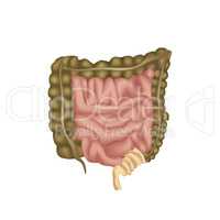 Large Intestine  Human anatomy of digestive organs