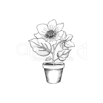 Flower pot engraving. Floral background with flower blossom for