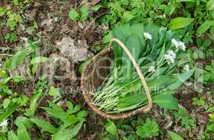 wild garlic