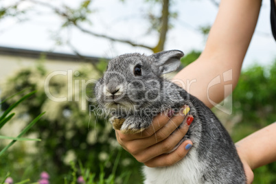 gray rabbit