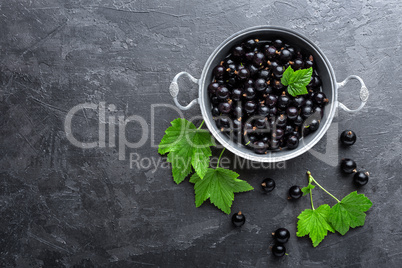 Blackcurrant berries with leaves, black currant