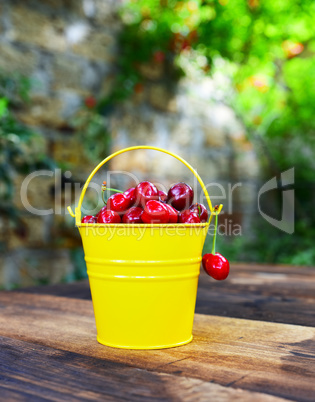 Red ripe cherry in a yellow iron bucket
