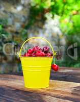 Red ripe cherry in a yellow iron bucket