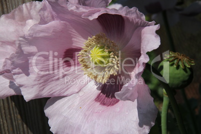 Violetter Mohn im Garten