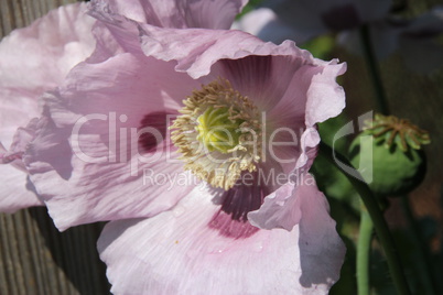 Violetter Mohn im Garten