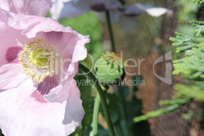 Violetter Mohn im Garten