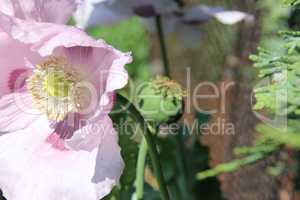 Violetter Mohn im Garten