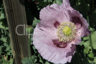 Violetter Mohn im Garten