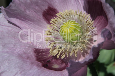 Violetter Mohn im Garten