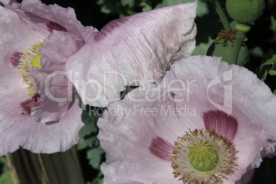 Violetter Mohn im Garten