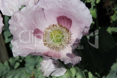 Violetter Mohn im Garten