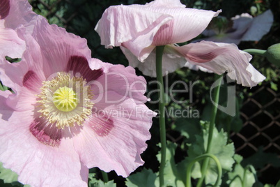 Violetter Mohn im Garten