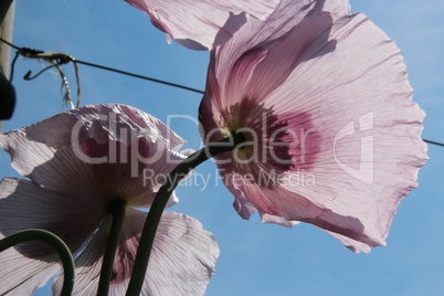 Violetter Mohn im Garten mit blauem Himmel