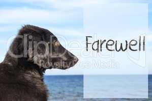 Dog At Ocean, Text Farewell