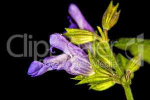 Salbei, Salvia officinalis, Blüte