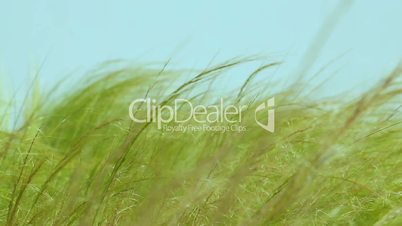 Feather grass steppe closeup