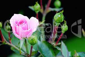rosa Rose mit Knospen in der Nahaufnahme