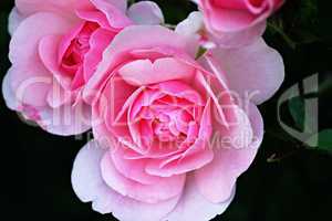 rosarote Rosen in der Nahaufnahme