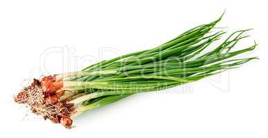 Bunch of young green onions