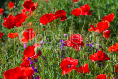 poppies on the meadow