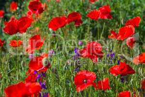 poppies on the meadow