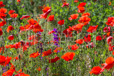 detail with many poppy flowers