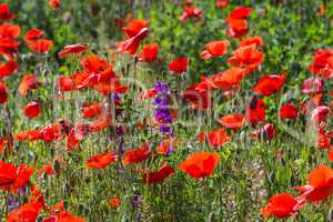 detail with many poppy flowers