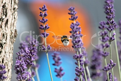 Hummel fliegt durch lavendel