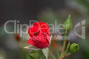 rote rose mit Knospen