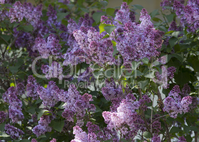 Beautiful Lilac blossoms