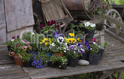 Colorful spring flowers in flower pots in old wooden cart