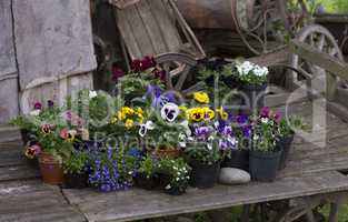Colorful spring flowers in flower pots in old wooden cart
