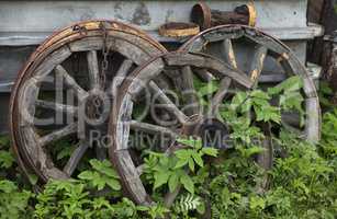 Old wooden cart wheels on green grass