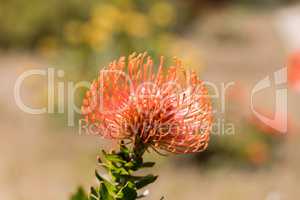 Pincushion Protea (Leucospermum cordifolium) aka Flame Giant.