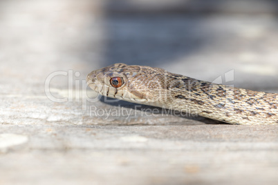 Pacific Gopher Snake - Pituophis catenifer catenifer.