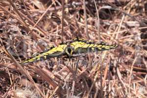 Anise Swallowtail - Papilio zelicaon.