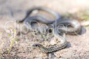 Pacific Gopher Snake - Pituophis catenifer catenifer.