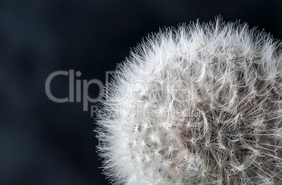 Closeup of dandelion seeds