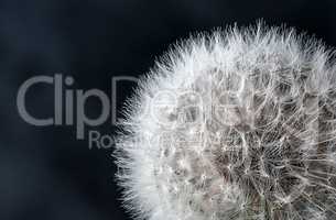 Closeup of dandelion seeds