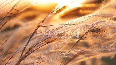 Beautiful sunset light with stipa plant on the meadow